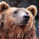 Neadekvātais lāča trenkātājs Lubānas pusē ir noskaidrots un nu draud līdz 700 eiro liels sods